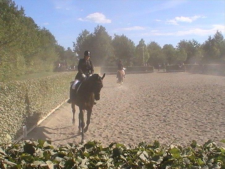 Dansk Varmblod Intakt - opvarmning til 4 års championat i Vallensbæk billede 4