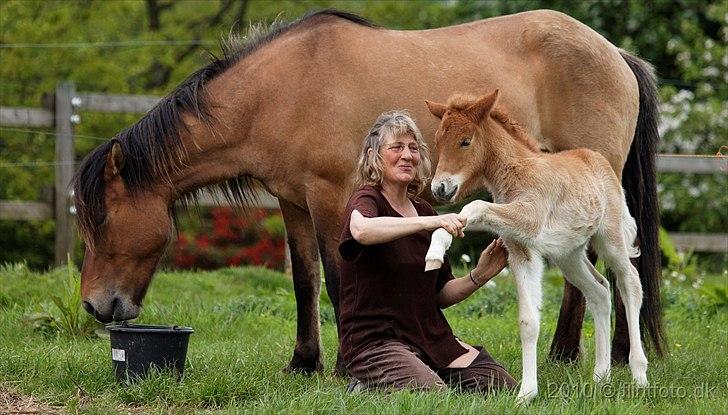 Islænder Hind fra Østrup - Så lille men kan allerede lave spanske skidt  billede 16