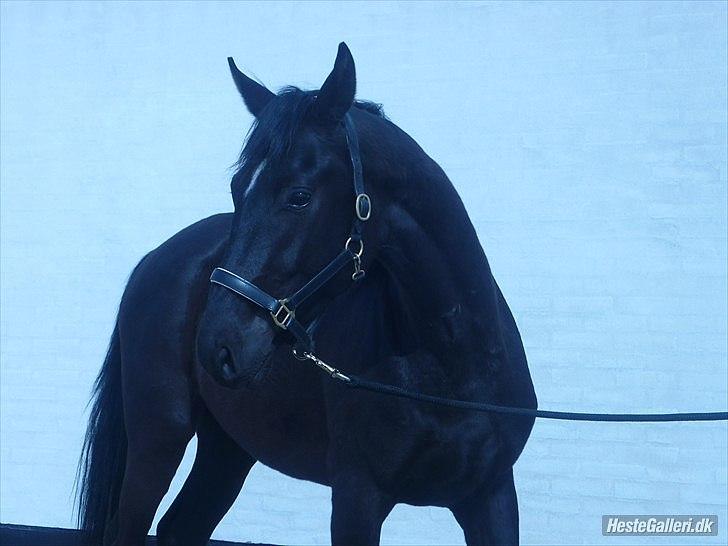 Dansk Varmblod Don Madison Birkedommergård - Foto: Rikke Lund (Lidt hjælp fra Katrine) :D billede 1