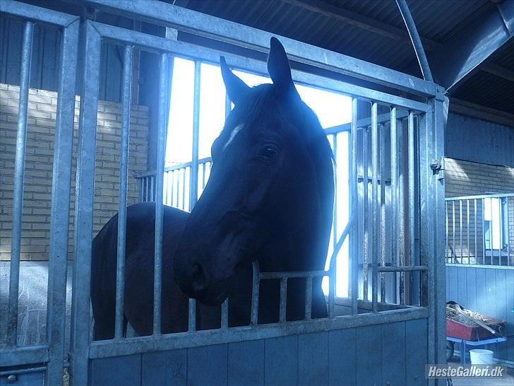 Dansk Varmblod Don Madison Birkedommergård - Foto: Rikke Lund (Lidt hjælp fra Katrine) :D billede 2