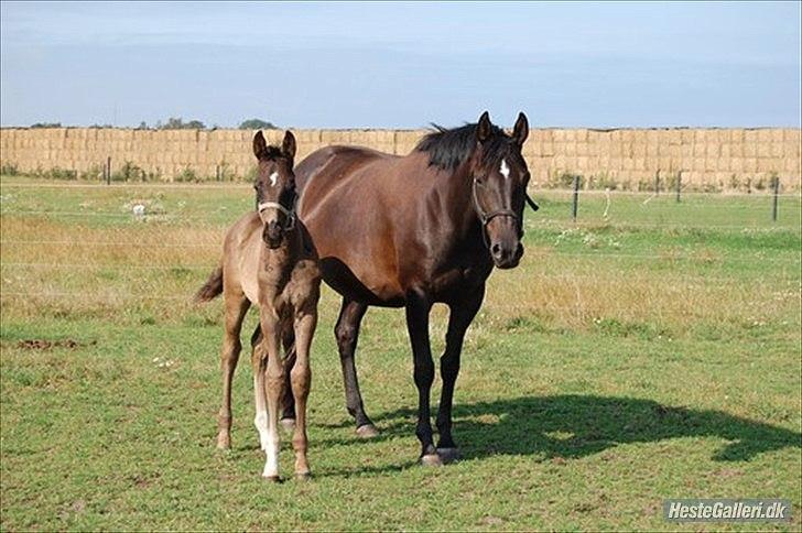 Dansk Varmblod Don Madison Birkedommergård - Madi som føl med hans mor Madonna billede 3