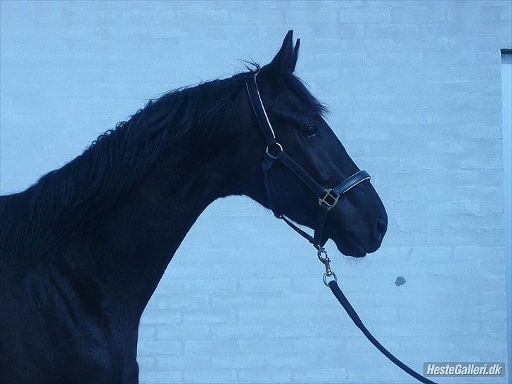 Dansk Varmblod Don Madison Birkedommergård - Foto: Rikke Lund (Lidt hjælp fra Katrine) :D billede 4