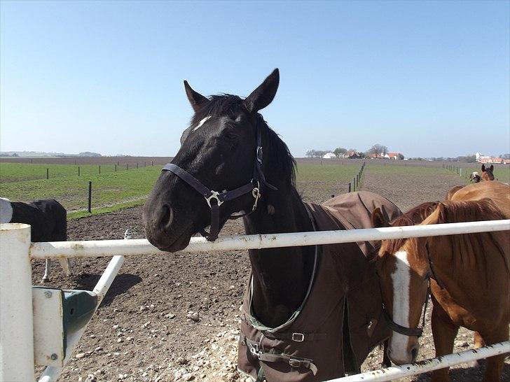 Dansk Varmblod Don Madison Birkedommergård - Madi med hans "kæreste" Lady billede 5