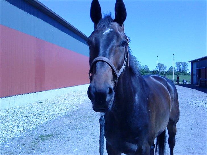 Dansk Varmblod Intakt - Taget kort tid efter jeg fik ham i juni 2010 billede 5