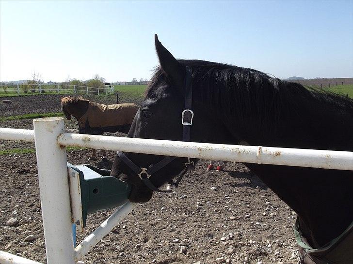 Dansk Varmblod Don Madison Birkedommergård billede 6