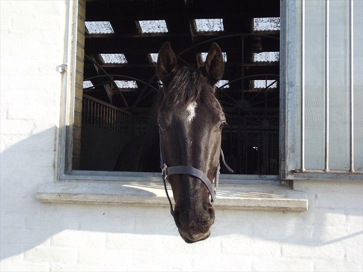 Dansk Varmblod Don Madison Birkedommergård billede 7