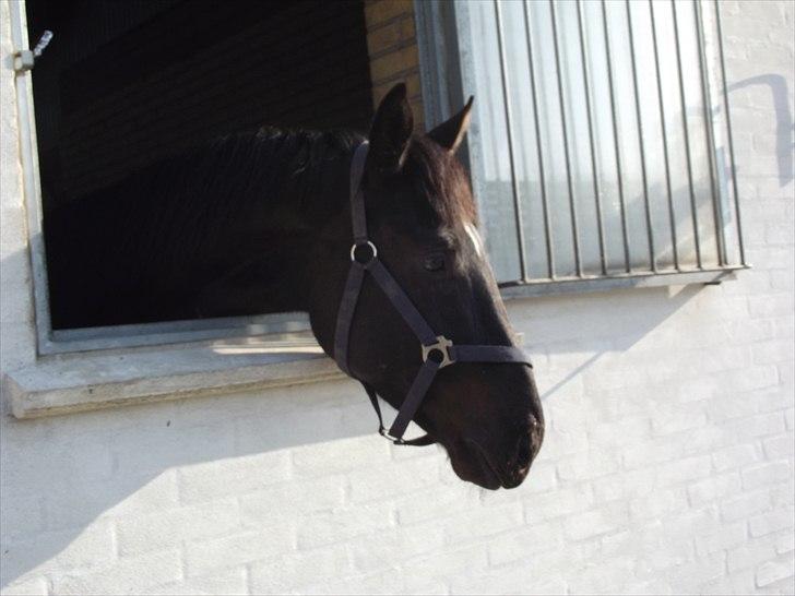 Dansk Varmblod Don Madison Birkedommergård billede 8