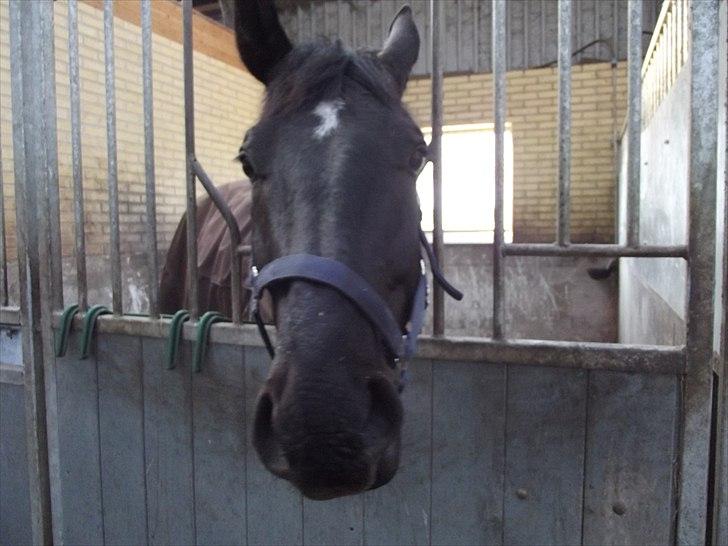 Dansk Varmblod Don Madison Birkedommergård - Madi som man kender han bedst! ;) billede 9