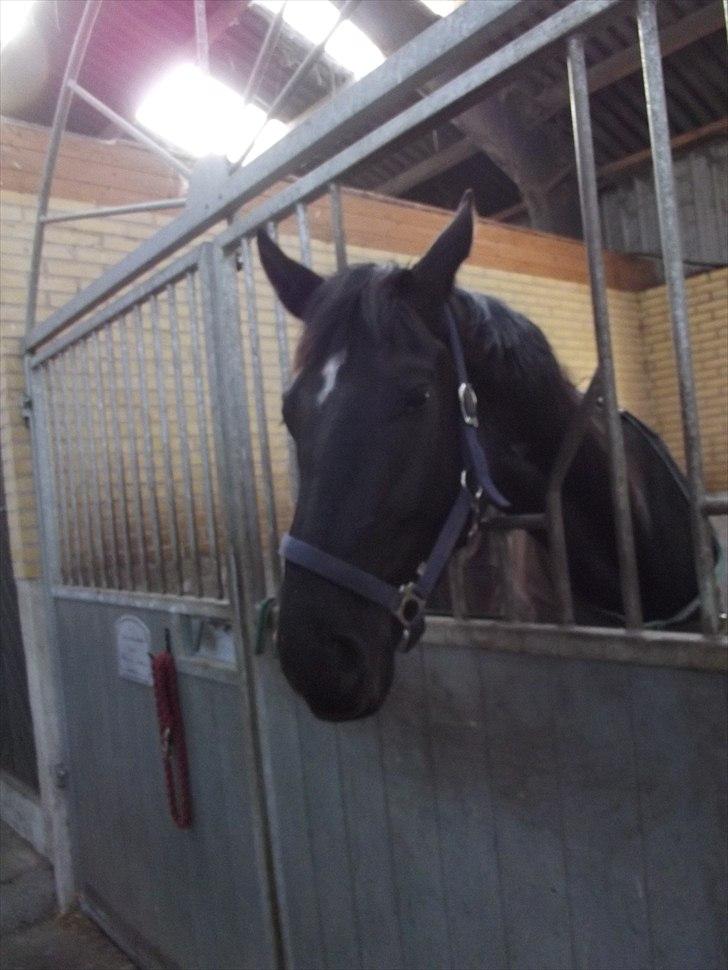 Dansk Varmblod Don Madison Birkedommergård billede 10