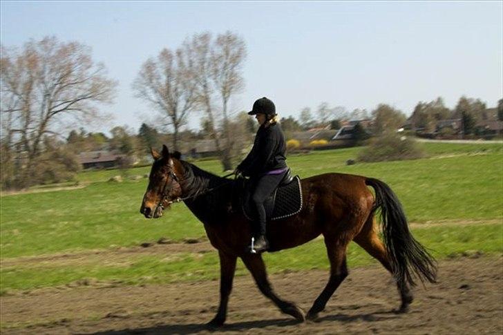 Traver Jet Mac Laid *RIP* 23-1-2012 billede 9