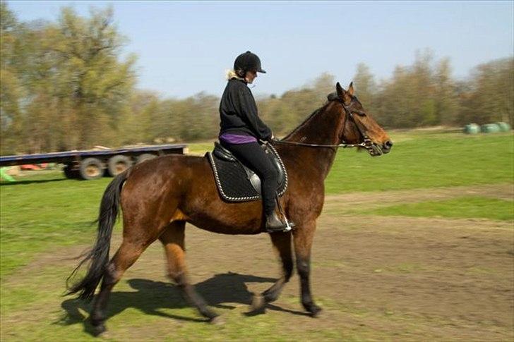 Traver Jet Mac Laid *RIP* 23-1-2012 billede 11