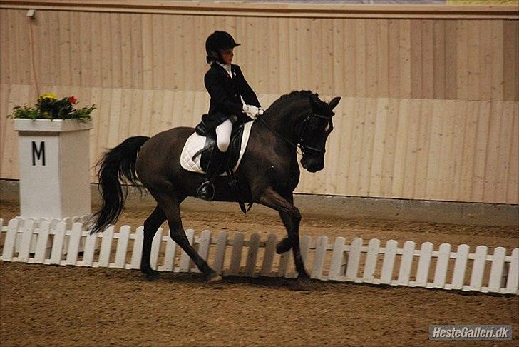 Anden særlig race Magic Manipu <3 - Landsstævne i Århus kat. 2 billede 7