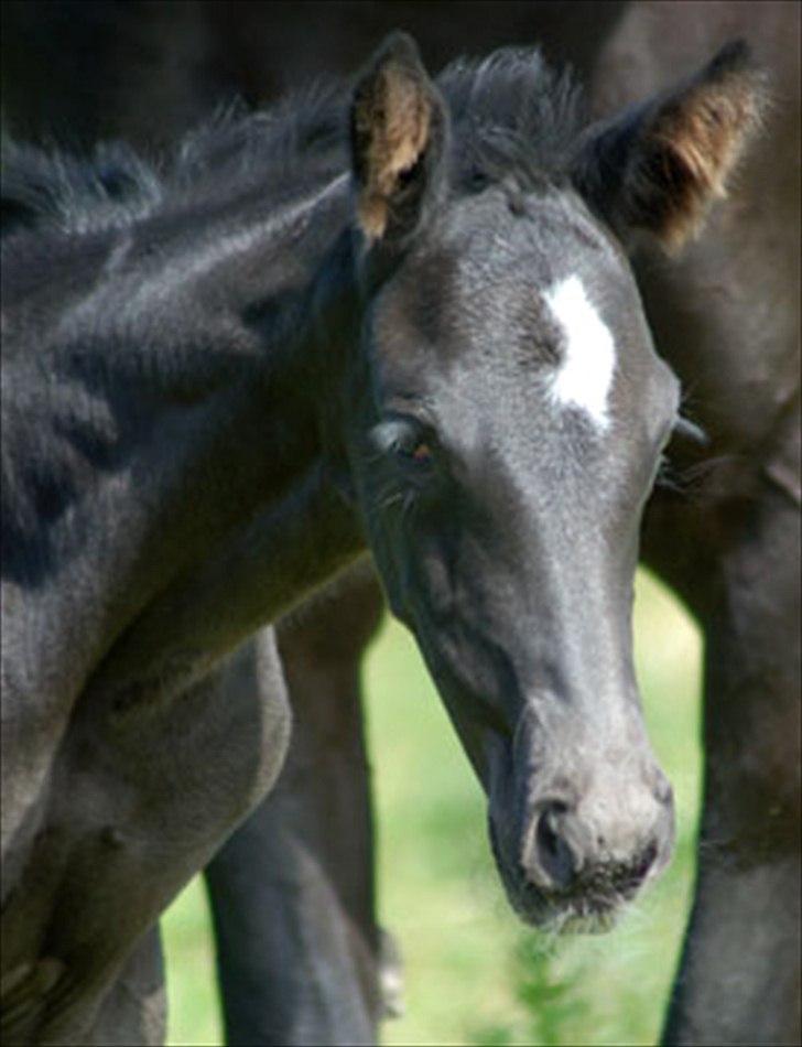 Dansk Varmblod Kuhlmanns Dagmar - En dejlig sommerdag på folden billede 1