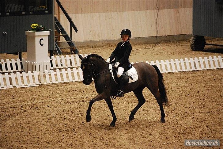 Anden særlig race Magic Manipu <3 - Landsstævne i Århus kar. 2 billede 9