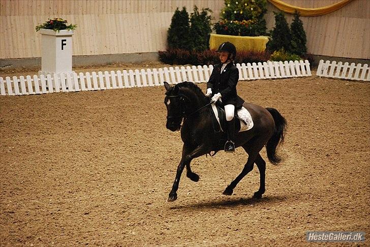 Anden særlig race Magic Manipu <3 - Landsstævne i Århus kat. 2 billede 10