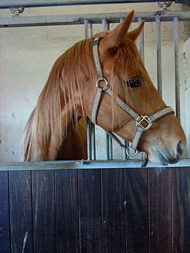 Dansk Varmblod Mp´s Leonardo *SOLGT* :( - Lækre hingst  billede 1