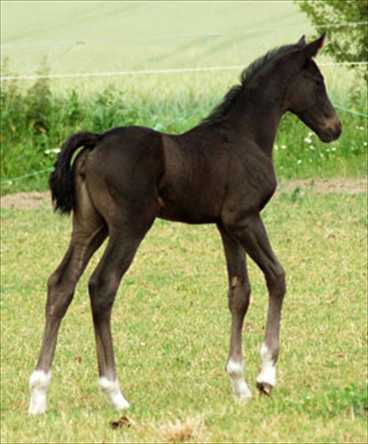 Dansk Varmblod Kuhlmanns Dagmar - Hov hvad er det... ?? billede 2