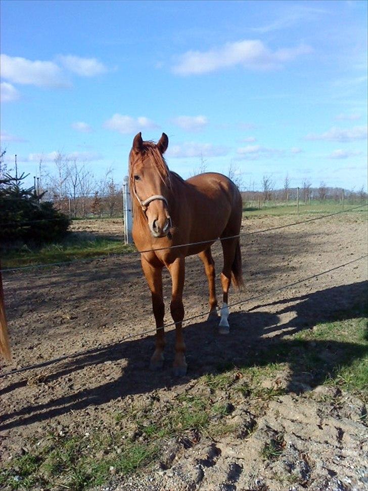 Dansk Varmblod Mp´s Leonardo *SOLGT* :( - Du er så smuk ! billede 2