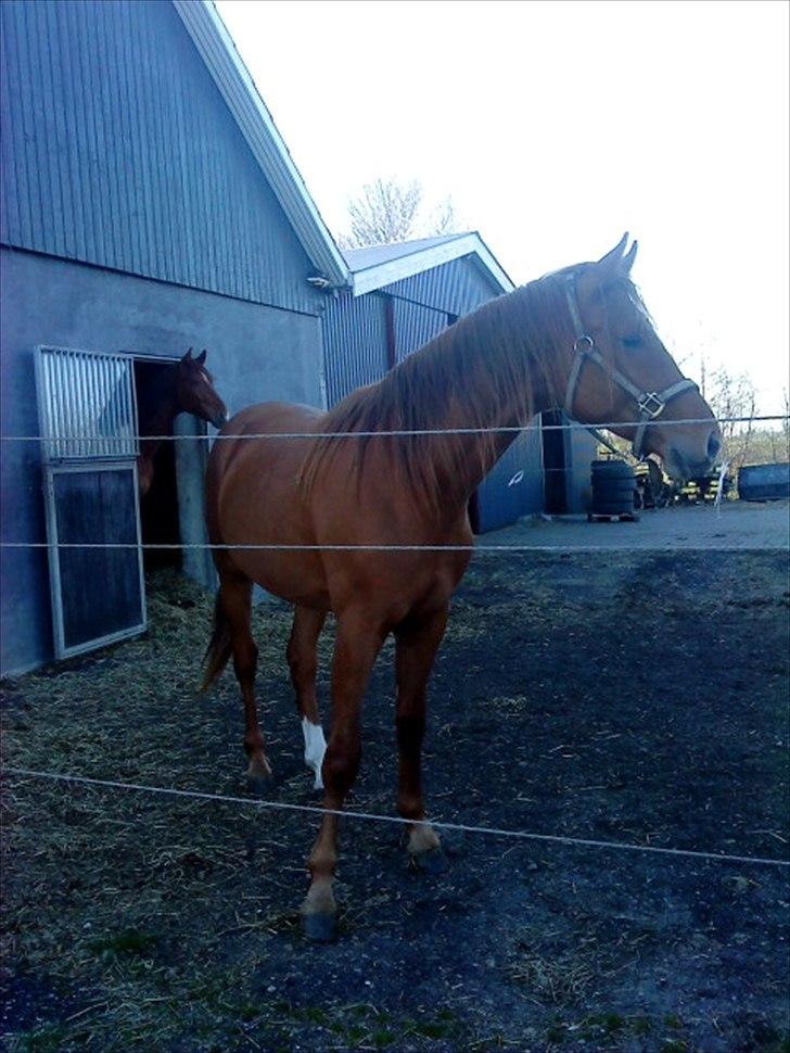 Dansk Varmblod Mp´s Leonardo *SOLGT* :( - Dejlige dreng billede 3