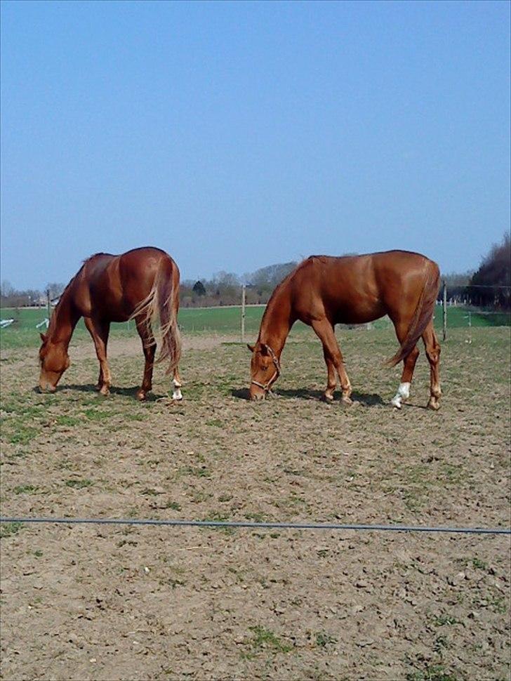 Dansk Varmblod Mp´s Leonardo *SOLGT* :( - "leo" og "duddi"  billede 4