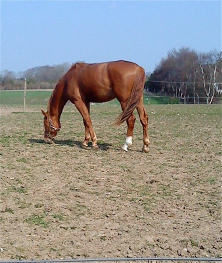 Dansk Varmblod Mp´s Leonardo *SOLGT* :( - hygge<3 billede 5