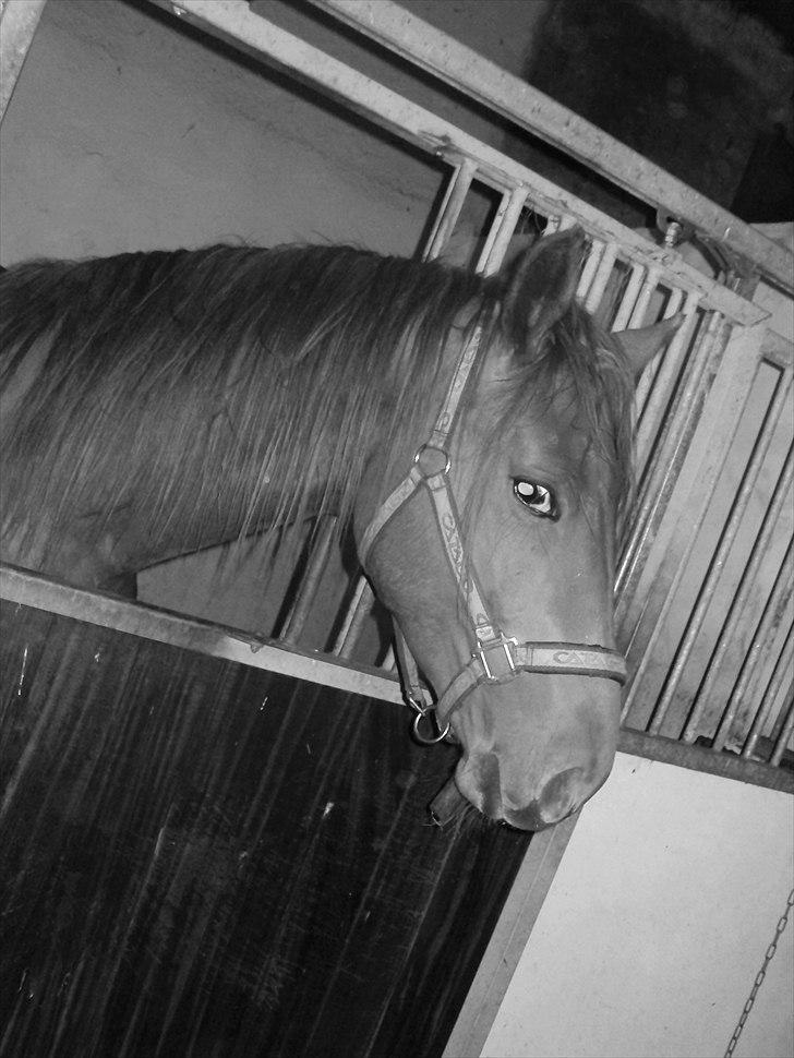 Dansk Varmblod Mp´s Leonardo *SOLGT* :( - smuk! billede 6