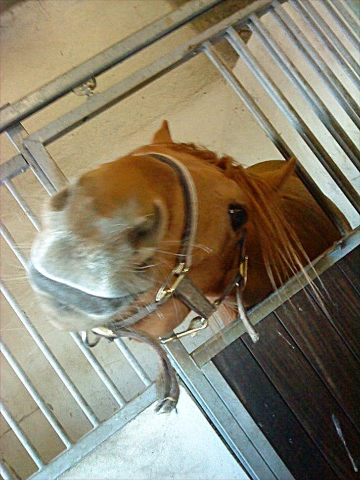 Dansk Varmblod Mp´s Leonardo *SOLGT* :( - Når drengen vil have opmærksomhed, så laver han altid den der d:  billede 7