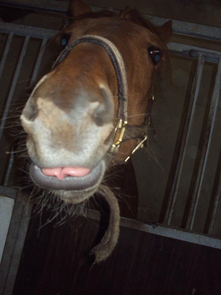 Dansk Varmblod Mp´s Leonardo *SOLGT* :( - mys :*:* billede 8