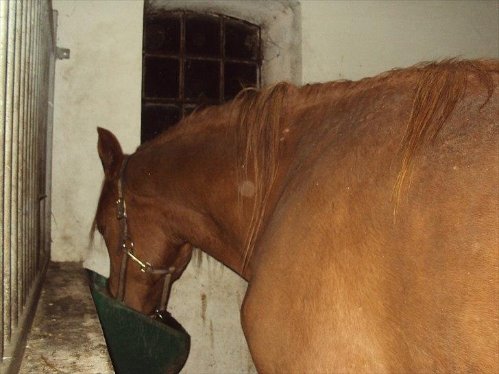 Dansk Varmblod Mp´s Leonardo *SOLGT* :( - Ikke noget bedre end mad! billede 9