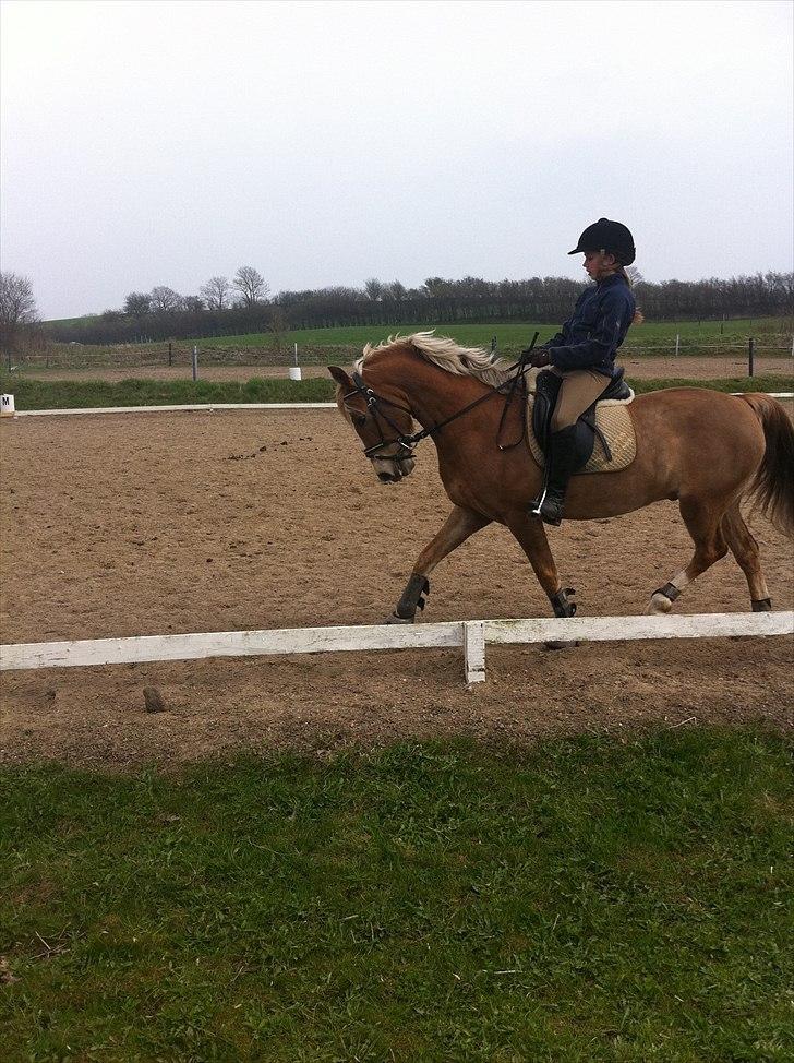 Anden særlig race Salvador billede 20