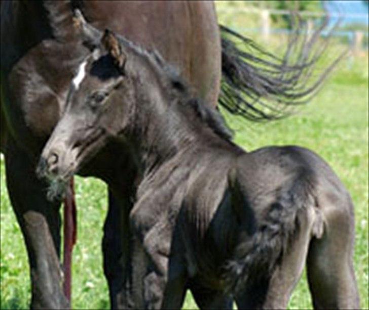 Dansk Varmblod Kuhlmanns Dagmar - Hygger mig med min mor. billede 3