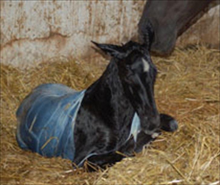 Dansk Varmblod Kuhlmanns Dagmar - Det er hårdt at komme til verden billede 4