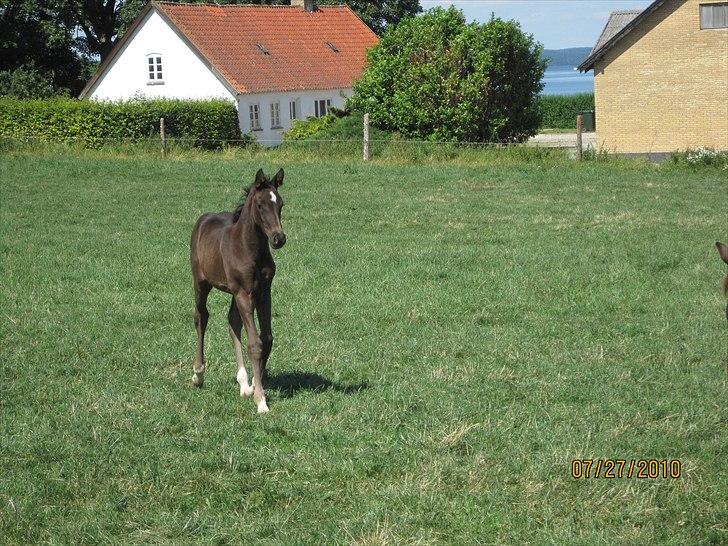 Dansk Varmblod Kuhlmanns Dagmar - Nu kommer jeg. billede 5