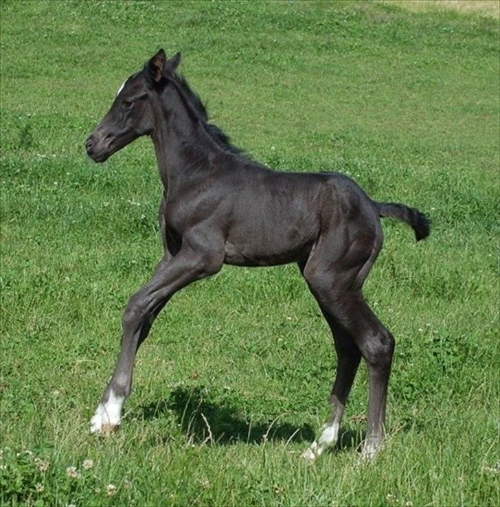 Dansk Varmblod Kuhlmanns Dagmar - I dag er det legedag. billede 6