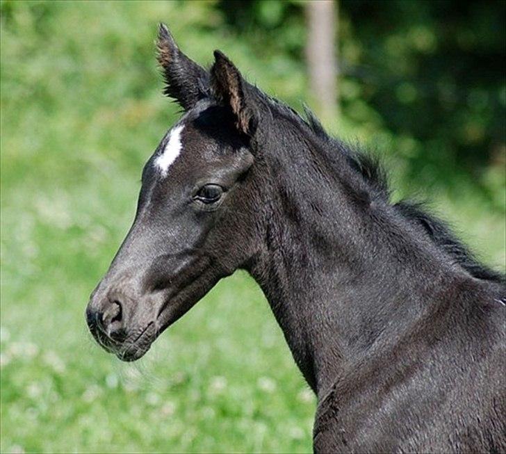Dansk Varmblod Kuhlmanns Dagmar - Jeg er nysgerrig. billede 7