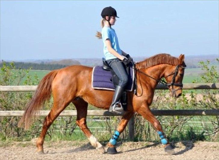 Anden særlig race Pasadena "tyksakken"<3. - Dressur d. 19/4 -11 billede 6