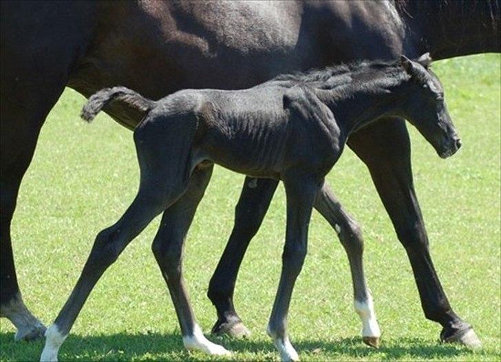 Dansk Varmblod Kuhlmanns Dagmar - Føste gang på folden. billede 8