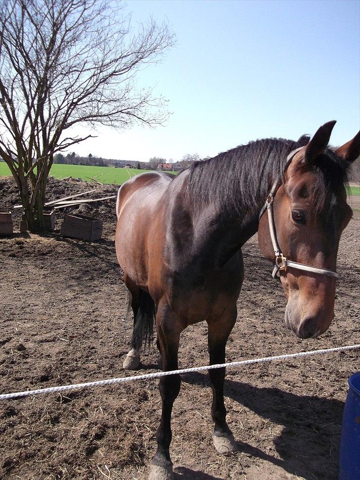 Traver Iceman Face billede 5