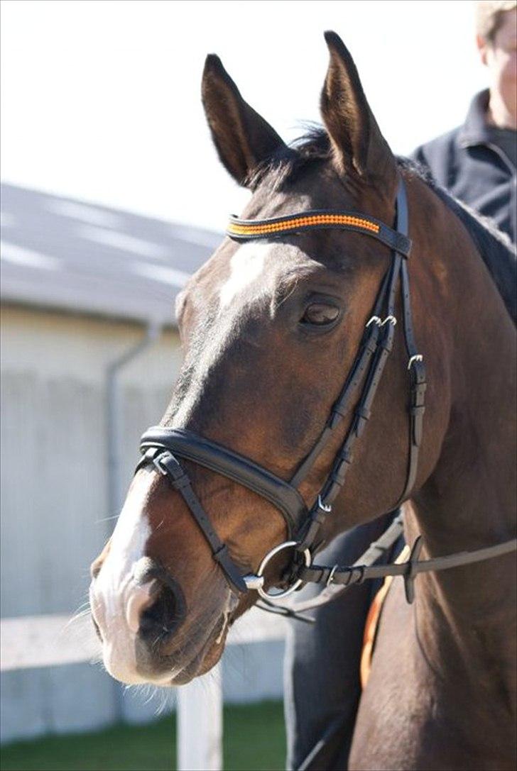 Dansk Varmblod ziwas R.I.P   billede 18