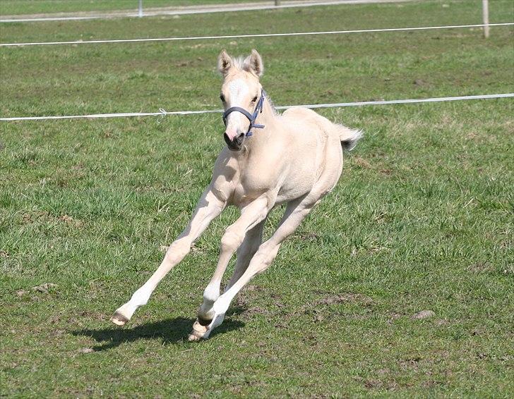 DSP Lykkebo Comet billede 7