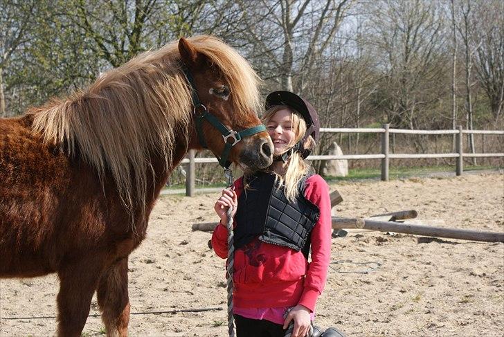 Shetlænder victor (lånepony) - så syntes man lige at man skal vælte mig omkuld hihi :):) billede 7