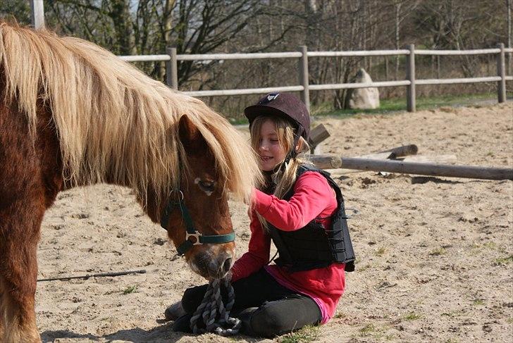 Shetlænder victor (lånepony) - hygge tillid og kærlighed billede 8