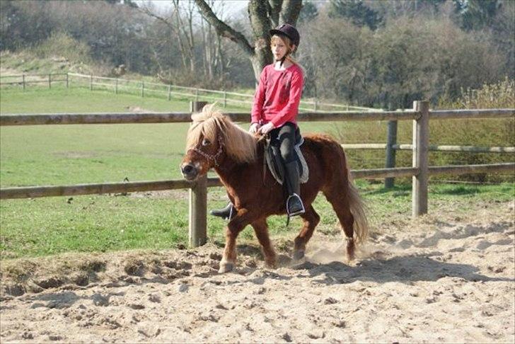 Shetlænder victor (lånepony) billede 10