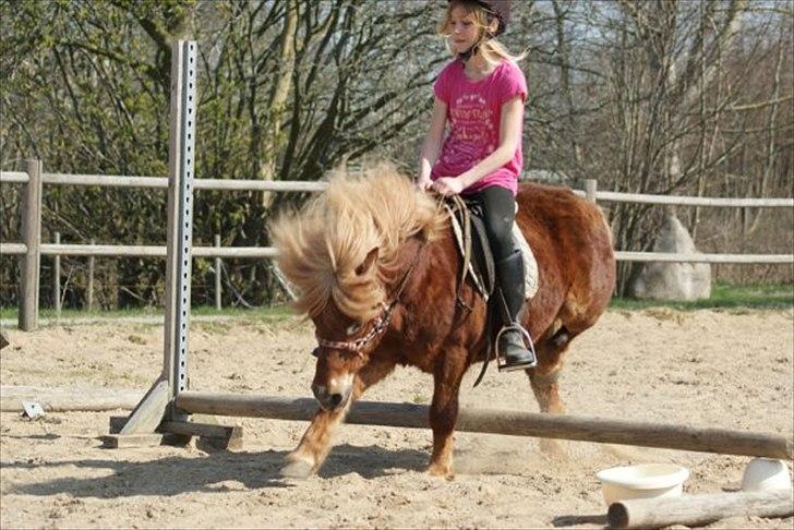 Shetlænder victor (lånepony) billede 11