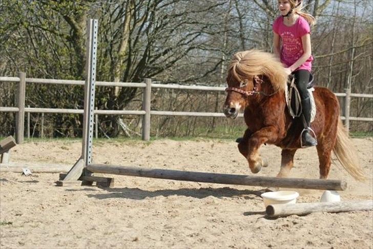 Shetlænder victor (lånepony) - Når jeg tænker på dig, tænker jeg på hvor let alting var dengang. Hvor uproblematisk det var. Jeg savner den sjove tid vi havde sammen, uden bekymringer, jeg savner nogengange bare én der hører efter<3 billede 12