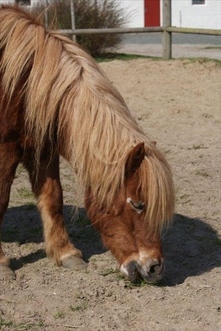 Shetlænder victor (lånepony) billede 13