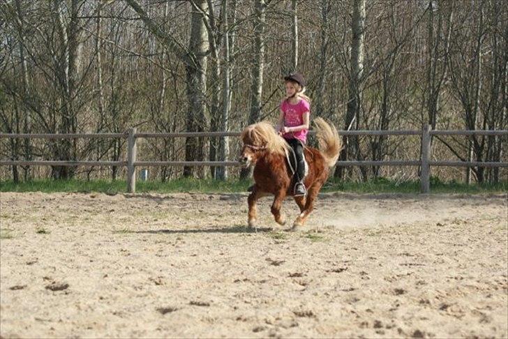 Shetlænder victor (lånepony) - lille krudtugle billede 14