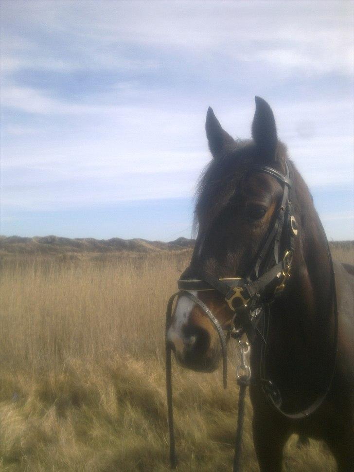 Traver Kostonia Hedebo - søndag 17 april 2011, første gang jeg var på stranden med kostonia,,,nøøj hvor hun nød det billede 10