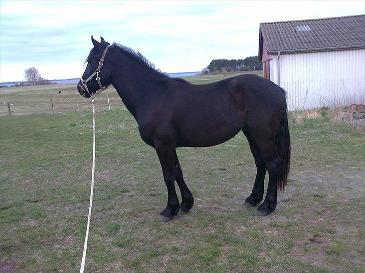 Welsh Cob (sec D) Petersgaards Louisianna - Marts måned 2011 billede 6