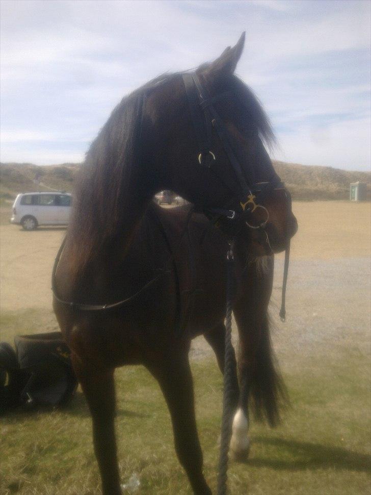 Traver Kostonia Hedebo - iiihhhhh hvor har jeg bare en smuk traver :o) billede 11